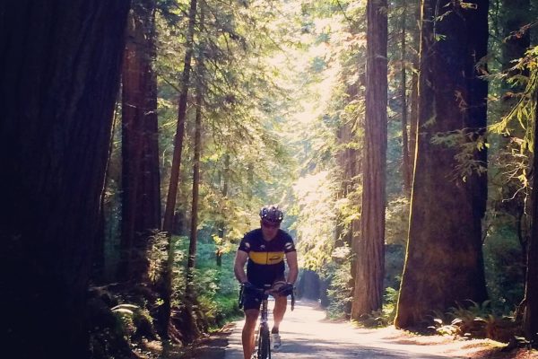 Avenue of the Giants 5